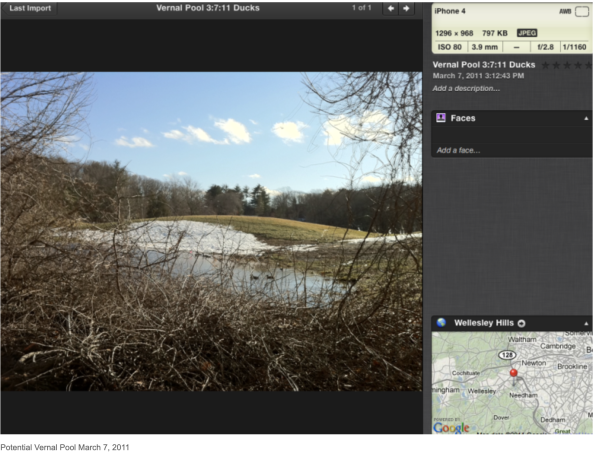 Potential Vernal Pool 3.7.2011